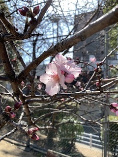 IMG_2445.jpg